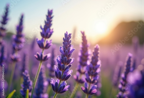 Whimsical Lavender Field Breezy Purples Natural Array Flowing Sky