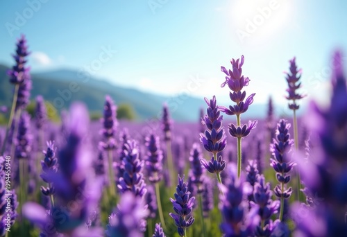 Wind-swept Lavender Field Blowing Saturated Purple Flowers Grand View under Blue Sky Endless Horizon