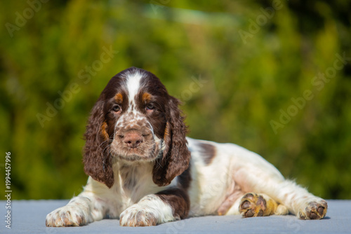 Tableau sur toile English Springer Spaniel Puppy Sitting Outdoors on Green Background