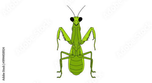 Green praying mantis insect illustration on white background vector
