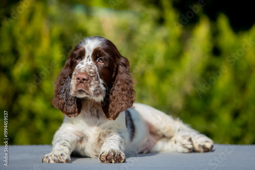 Konstfotografi English Springer Spaniel Puppy Sitting Outdoors on Green Background