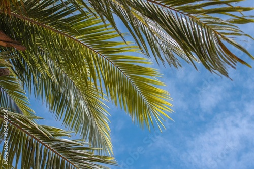 coconut palm tree