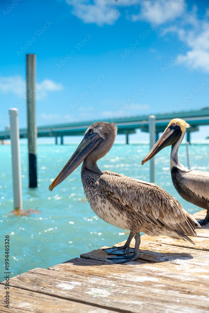 Fototapeta premium Two brown pelicans perched on wooden dock near tropical bridge. Profile view of two brown pelicans standing on a pier above turquoise ocean water in Key West Florida.