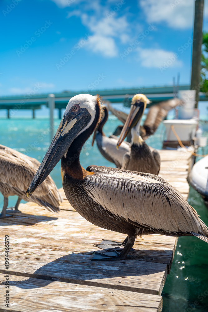 Fototapeta premium Brown pelicans gathered on wooden dock at Florida marina. Group of brown pelicans standing on a wooden pier with turquoise water and bridge in background.