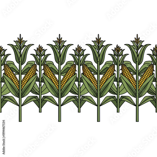 Cornfield Border Illustration - Maize Plants with Cobs on White Background