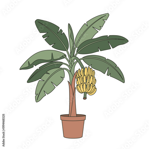 Illustrated potted banana tree with bunch of ripening yellow fruit on white
