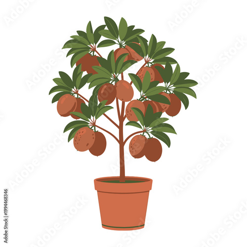 Illustrated sapodilla fruit tree in a clay pot isolated on white background