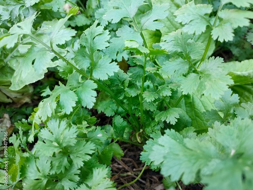 parsley in the garden