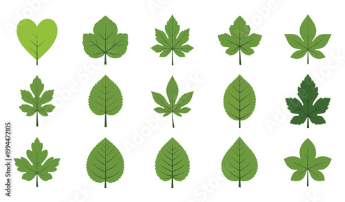 Collection of diverse green leaves a botanical illustration for design and nature enthusiasts