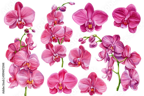 pink phalaenopsis orchid flowers watercolor clipart set with tropical floral branches isolated on white background