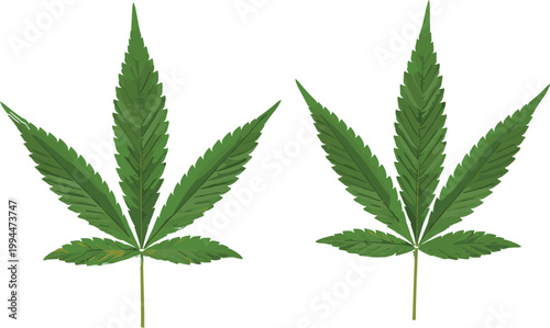 Cannabis Leaves Illustration for Herbal Plant Design and Natural Remedies