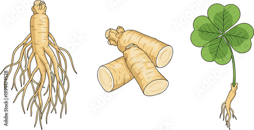 Ginseng Root, Horseradish Sticks, and Four-Leaf Clover for Herbal and Natural Health Remedies