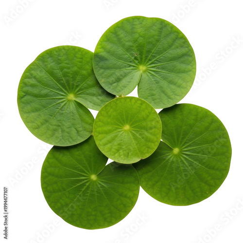 Fresh green water lily leaves forming a symmetrical cluster
