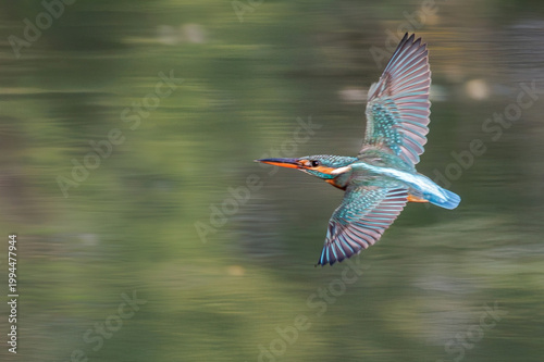 Common kingfisher in flight over water with motion blur background, sharp focus on head and wings captures speed, agility, and vibrant plumage in a dynamic wildlife action scene