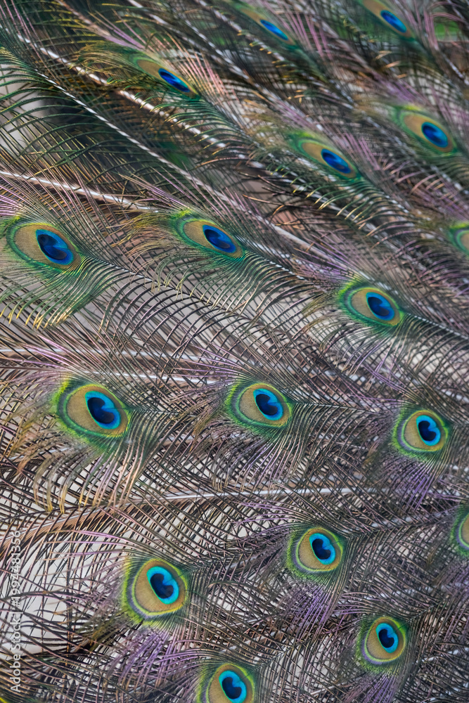Obraz premium Close-up of the exotic peacock tail