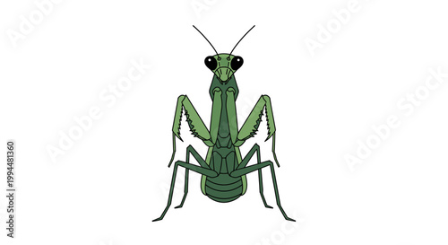 Green praying mantis insect illustration on white background vector design
