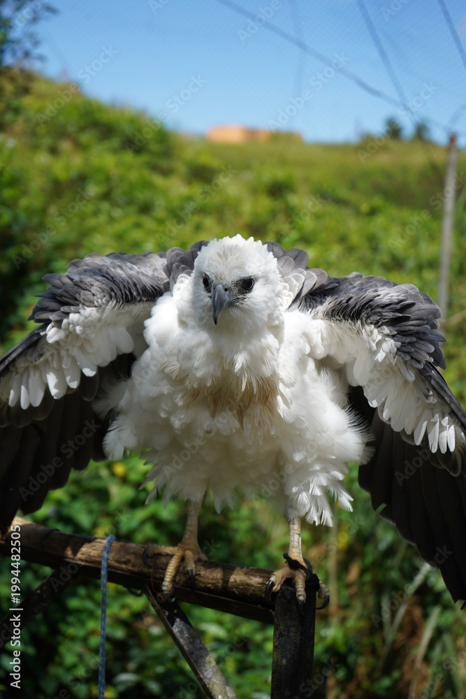 Naklejka premium Juvenile white bellied sea eagle spreading its wings while perched on a branch
