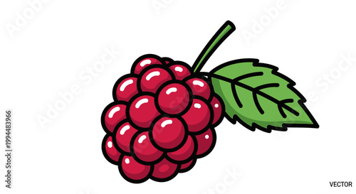 Ripe Red Blackberry Fruit Closeup View.