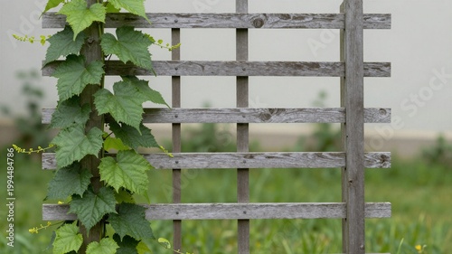 Garden trellis with vines