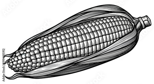 Vintage Corn Cob Illustration - Hand-Drawn Style, Isolated on White