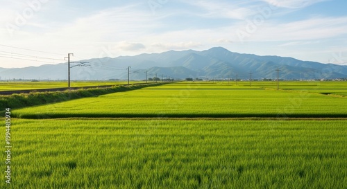 Vast green rice fields stretching toward distant mountain range under blue sky, symbolizing agriculture, rural life, and tranquil open countryside scenery

