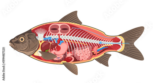 Fish internal anatomy vector illustration showing organs and bones
