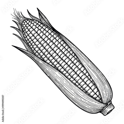 Hand-drawn Corn Cob Illustration - Vintage Sketch Style
