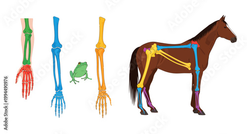 Comparative anatomy of vertebrate limb bones educational vector