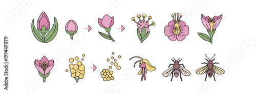 Flower life cycle illustration with insects for pollination biology