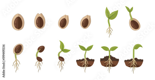Seed germination stages illustration isolated on black