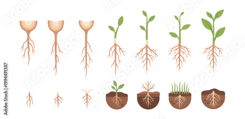 Plant growth stages diagram against black background illustrating plant life cycle