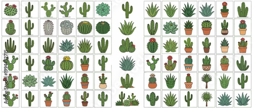 Collection of various cactus and succulent illustrations.