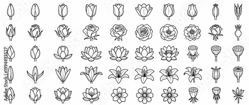 Collection of various flower line drawings.