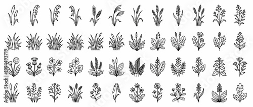 Collection of various plant and flower illustrations.