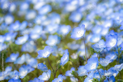 ネモフィラの青い花