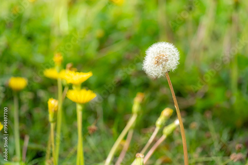 たんぽぽの綿毛