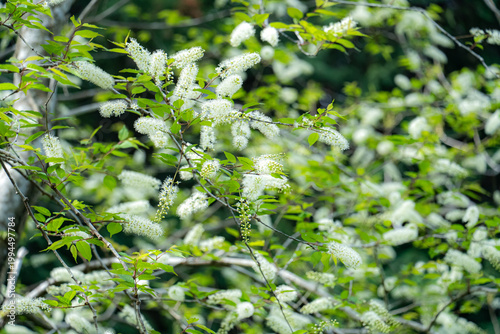 上溝桜の白い花