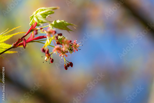 イロハモミジの小さな花