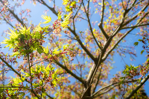 イロハモミジの小さな花