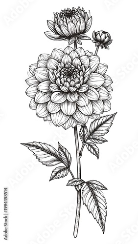 Detailed black and white flower drawing.