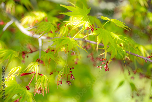 イロハモミジの小さな花