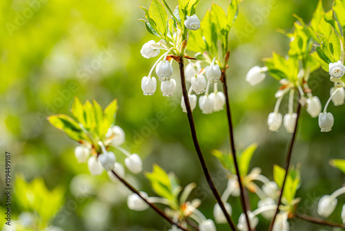 ドウダンツツジの白い花