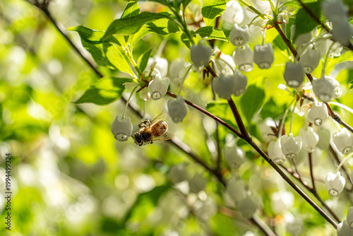 ドウダンツツジの蜜を吸う蜂