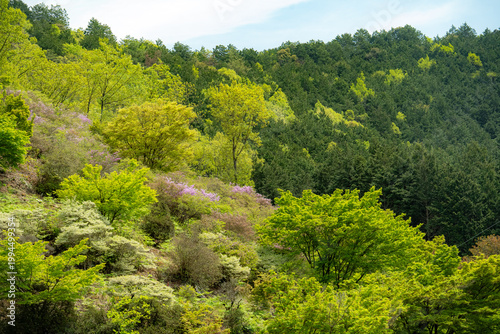 春、新緑の森