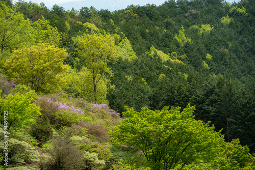 春、新緑の森