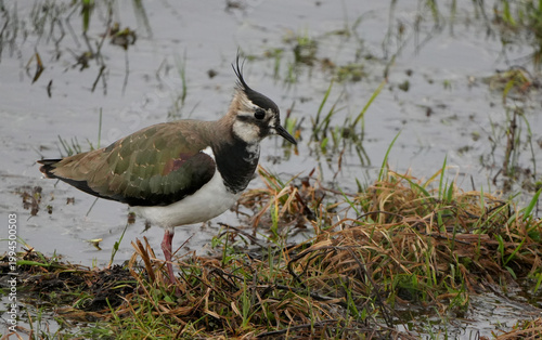 Canvas Print northern lapwing (vanellus vanellus) standing in shallow water and muddy grass