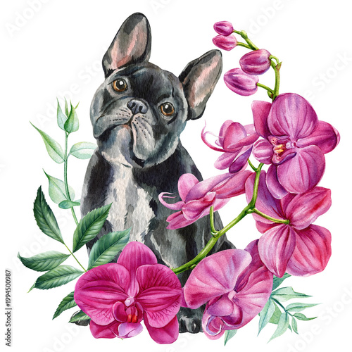french bulldog with pink orchid flowers watercolor portrait isolated pet clipart for nursery decor and greeting card