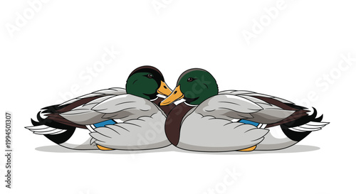Two Mallard Ducks Side by Side.