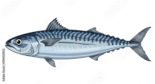 A highly detailed scientific illustration of a fresh mackerel fish showcases its signature dark wavy stripes and shimmering silver scales against a white backdrop.