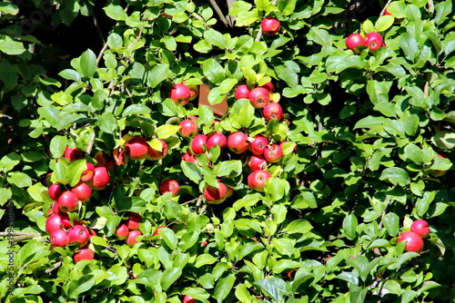 Apfelbaum mit roten Äpfeln